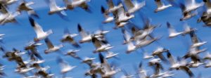 flock of birds flying
