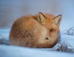 orange fox curled up on snow