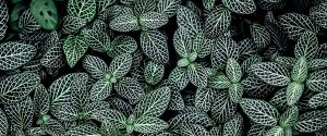plants with green and white leaves against a black background