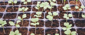 small seedlings in dirt
