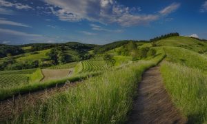 pathway in green rolling hills