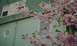 light pink flowers in front of mint green building