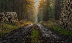 road in forest with logged trees in a pile
