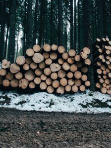 pile of logged trees in snowy forest