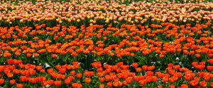 field of red tulips