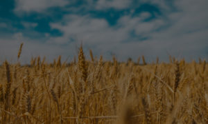 grain field in Ukraine with blue sky